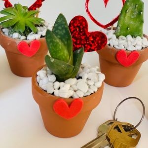 5 Real Mini Potted Succulents